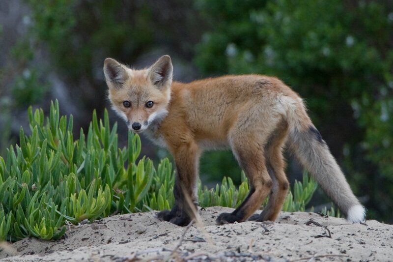 fox kit on sandy ground