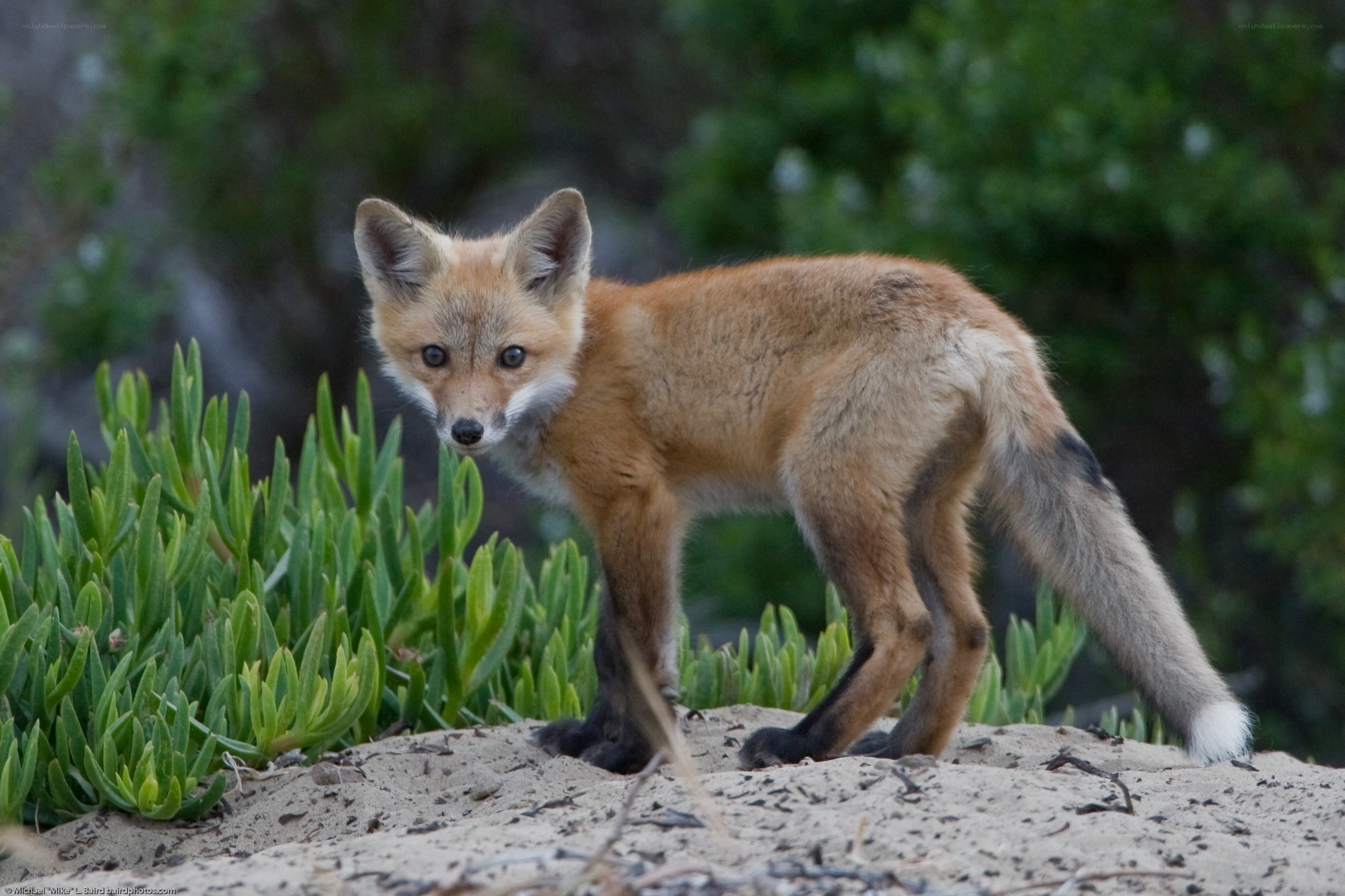 fox kit on sandy ground