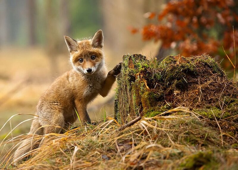 Fox Kit on Stump — Brown, Curious