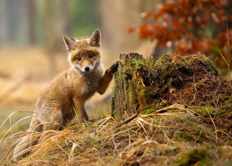 Fox Kit on Stump