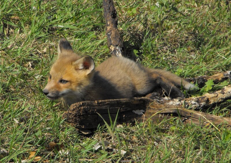 fox kit resting in grass