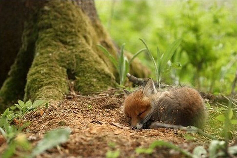Fox Kit Sleeping