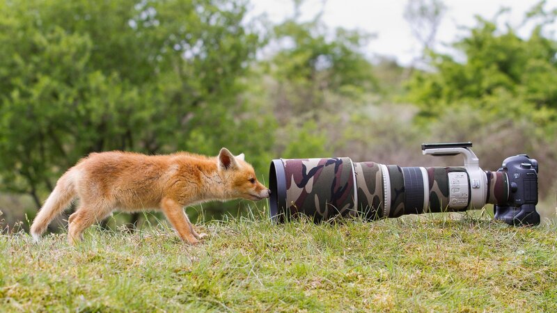 Fox Kit Sniffing Camera