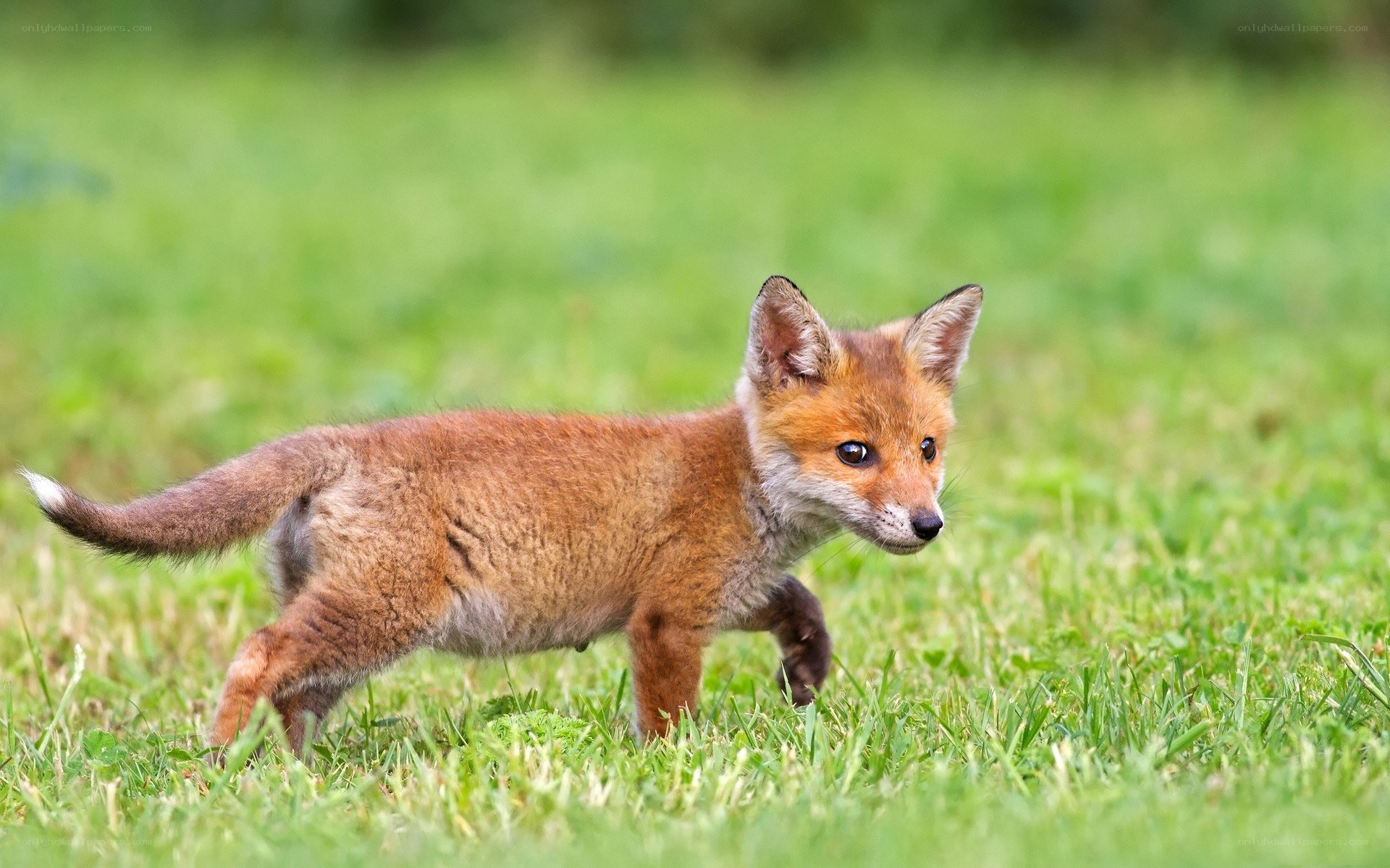 Fox kit walking in grass