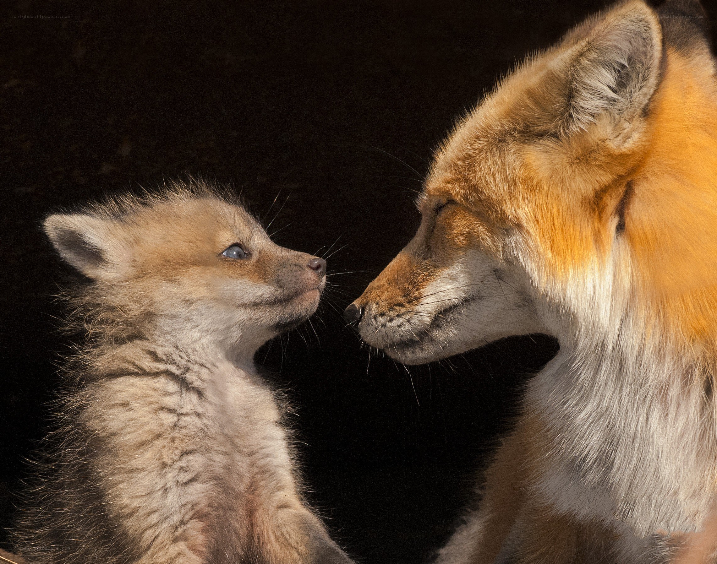 Fox kit with adult fox