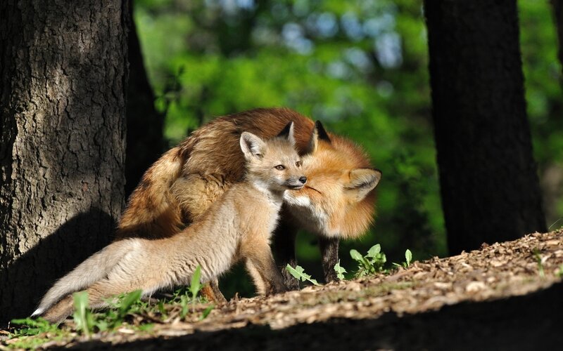 Fox Kit with Adult Fox — Brown, Serene
