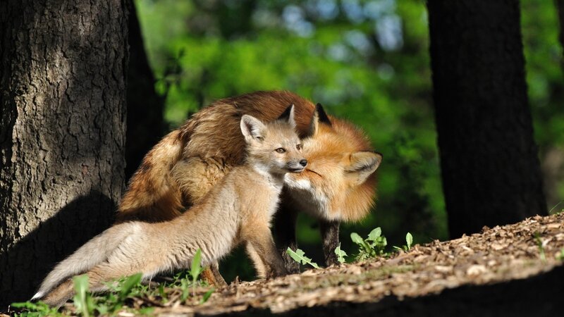Fox Kit with Adult Fox — Brown