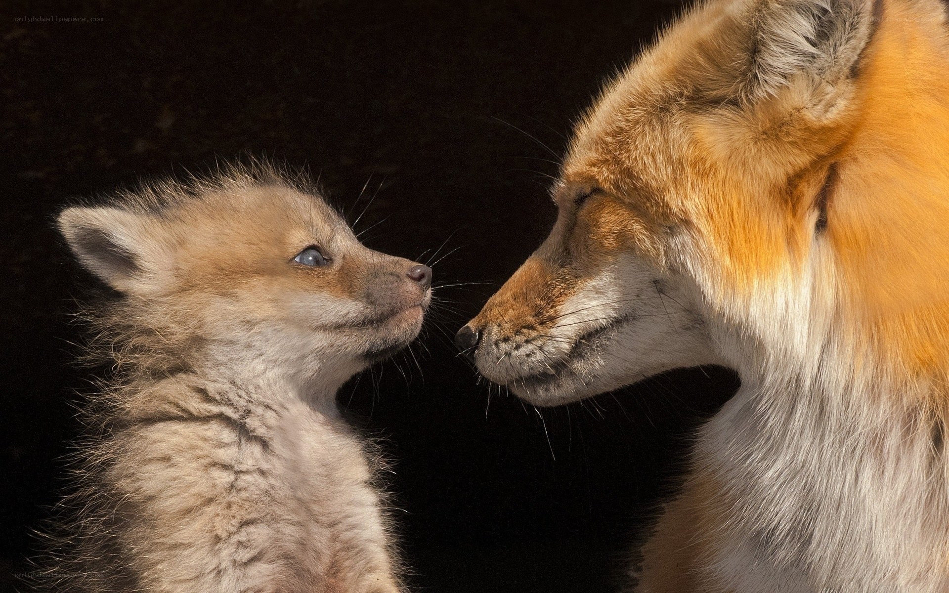 Fox kit with adult fox