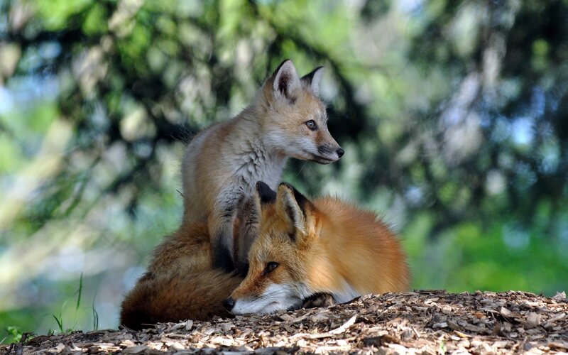 Fox kit with adult in forest