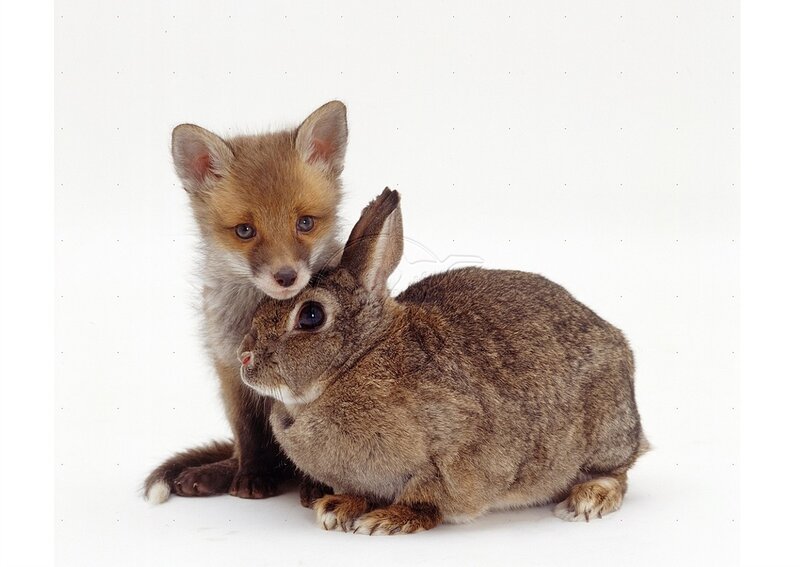 Fox Kit with Rabbit