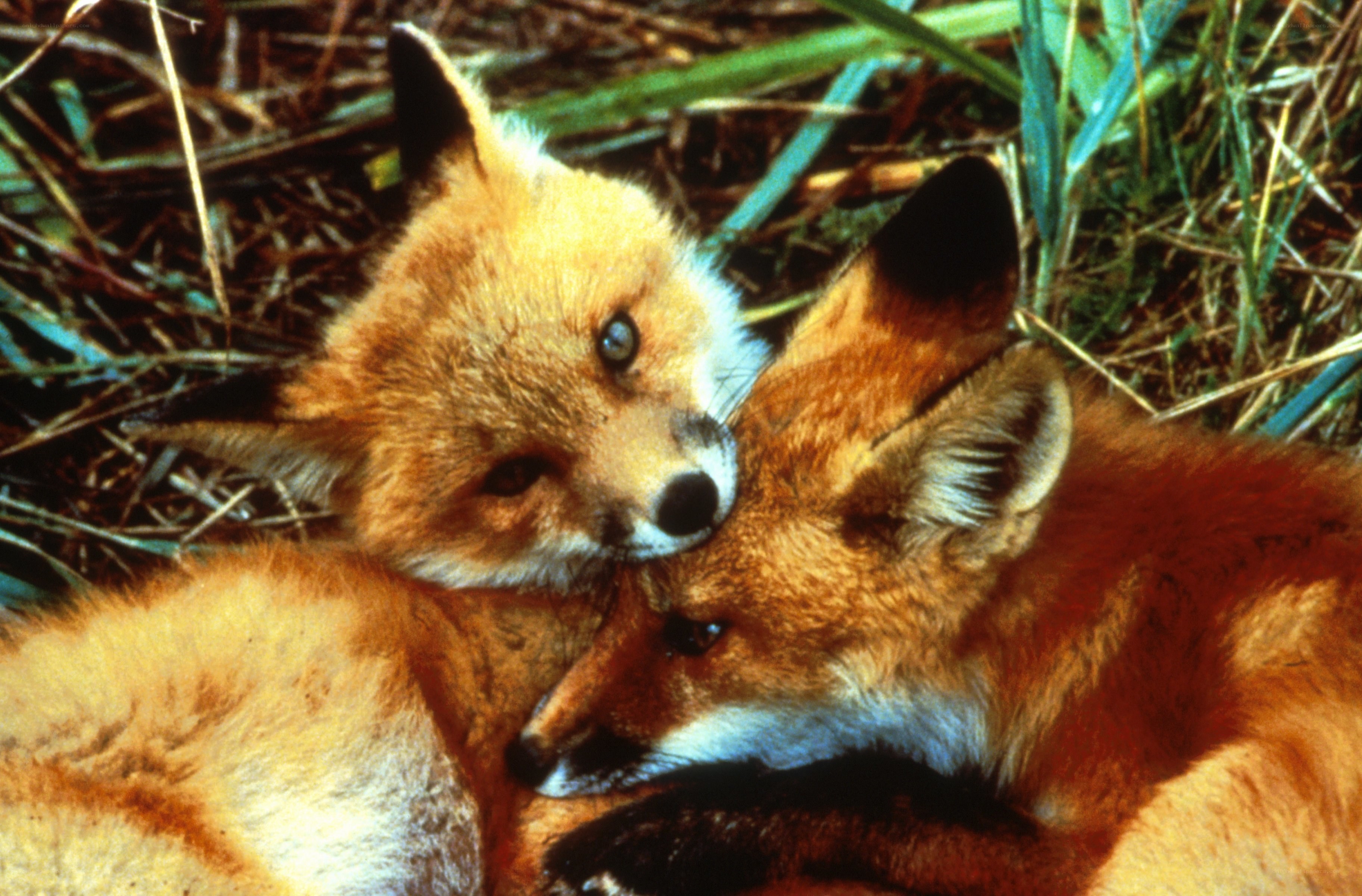 Fox kits cuddling in grass