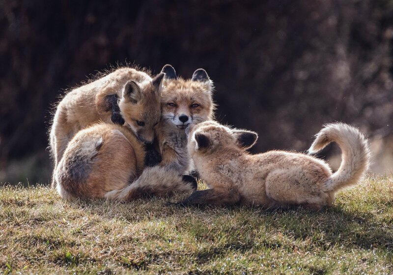 Fox Kits Huddling — Brown