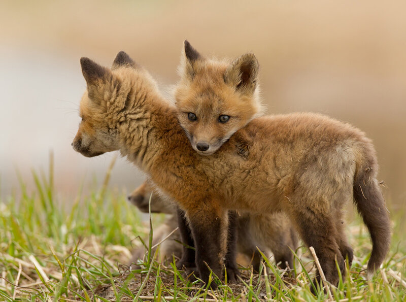 Fox Kits Huddling