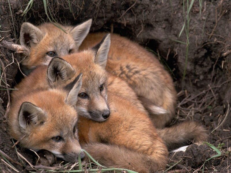 Fox kits in a den