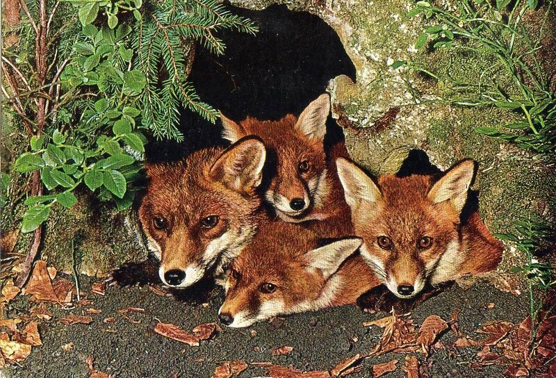 Fox Kits in Den