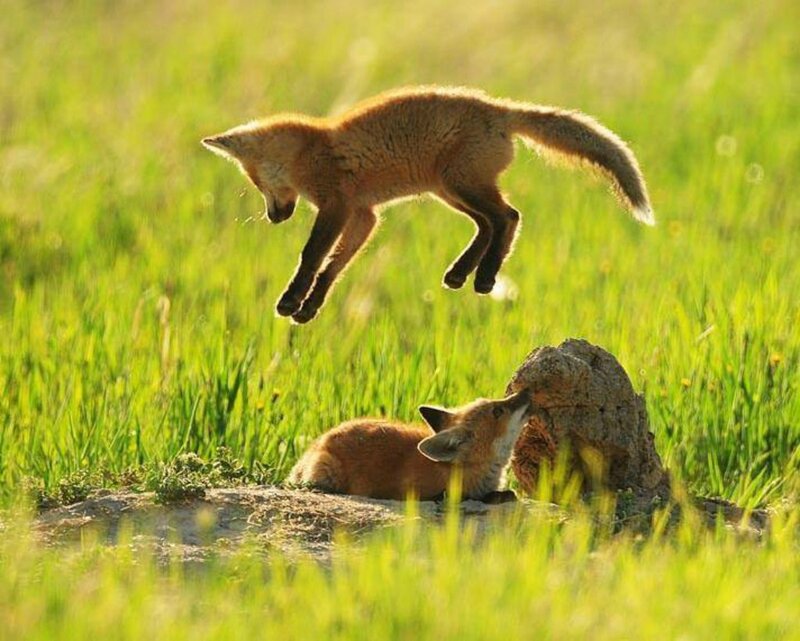 Fox Kits in Field