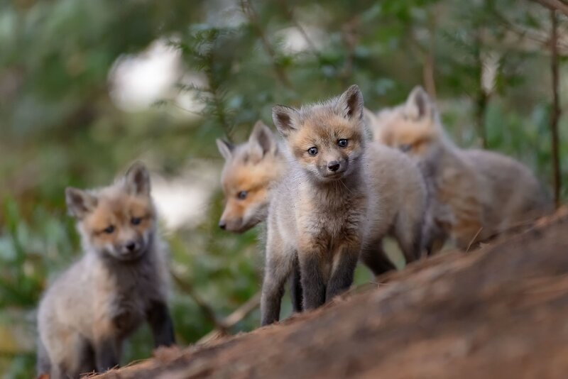Fox Kits in Forest — Brown