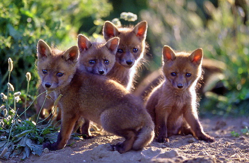 Fox Kits in Forest