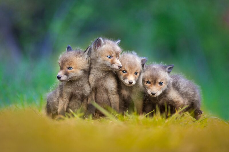 Fox Kits in Grass — Green