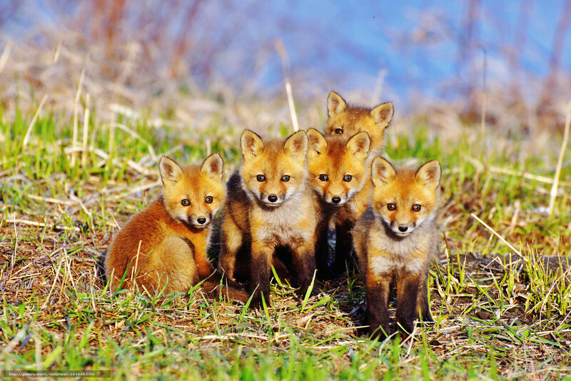 Fox Kits in Grass — Orange, Curious