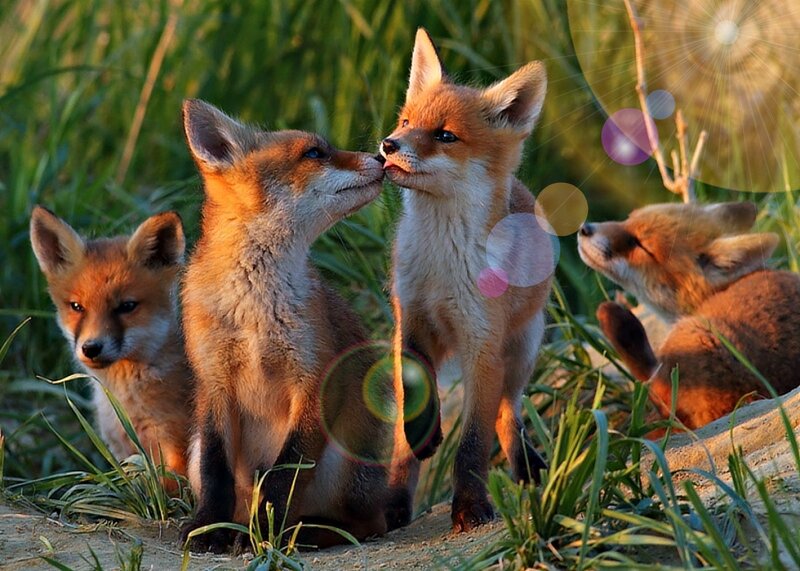 Fox Kits in Grass — Orange, Playful