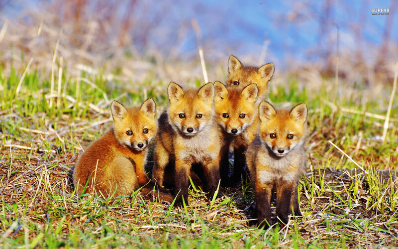 Fox Kits in Grass — Orange