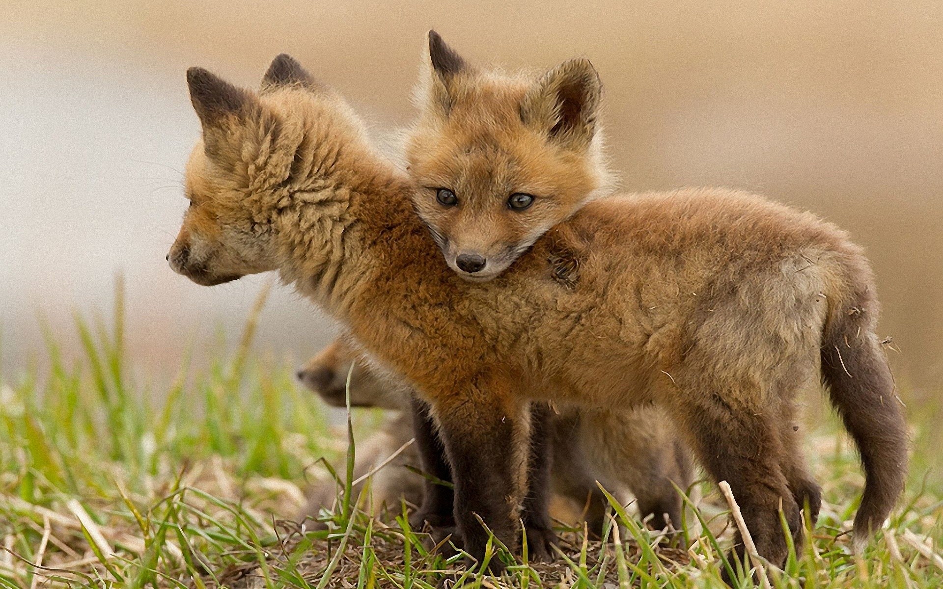 Fox kits in the grass
