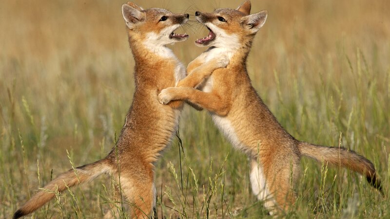 Fox kits playing in a field