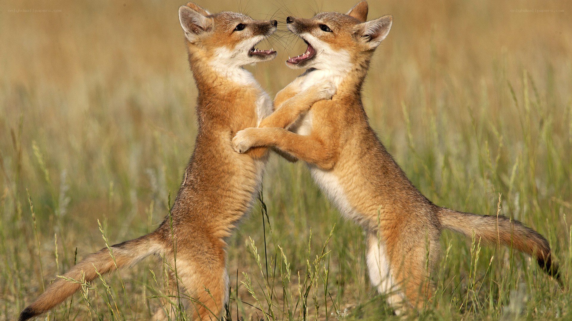 Fox kits playing in a field