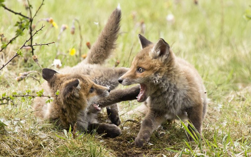 Fox kits playing in grass