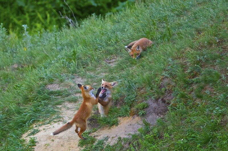 Fox Kits Playing