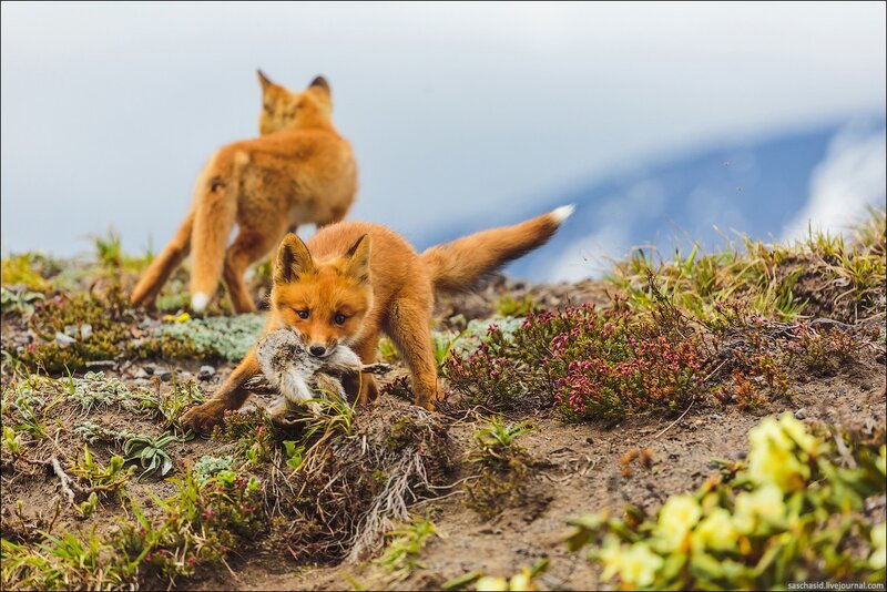 Fox Kits with Prey