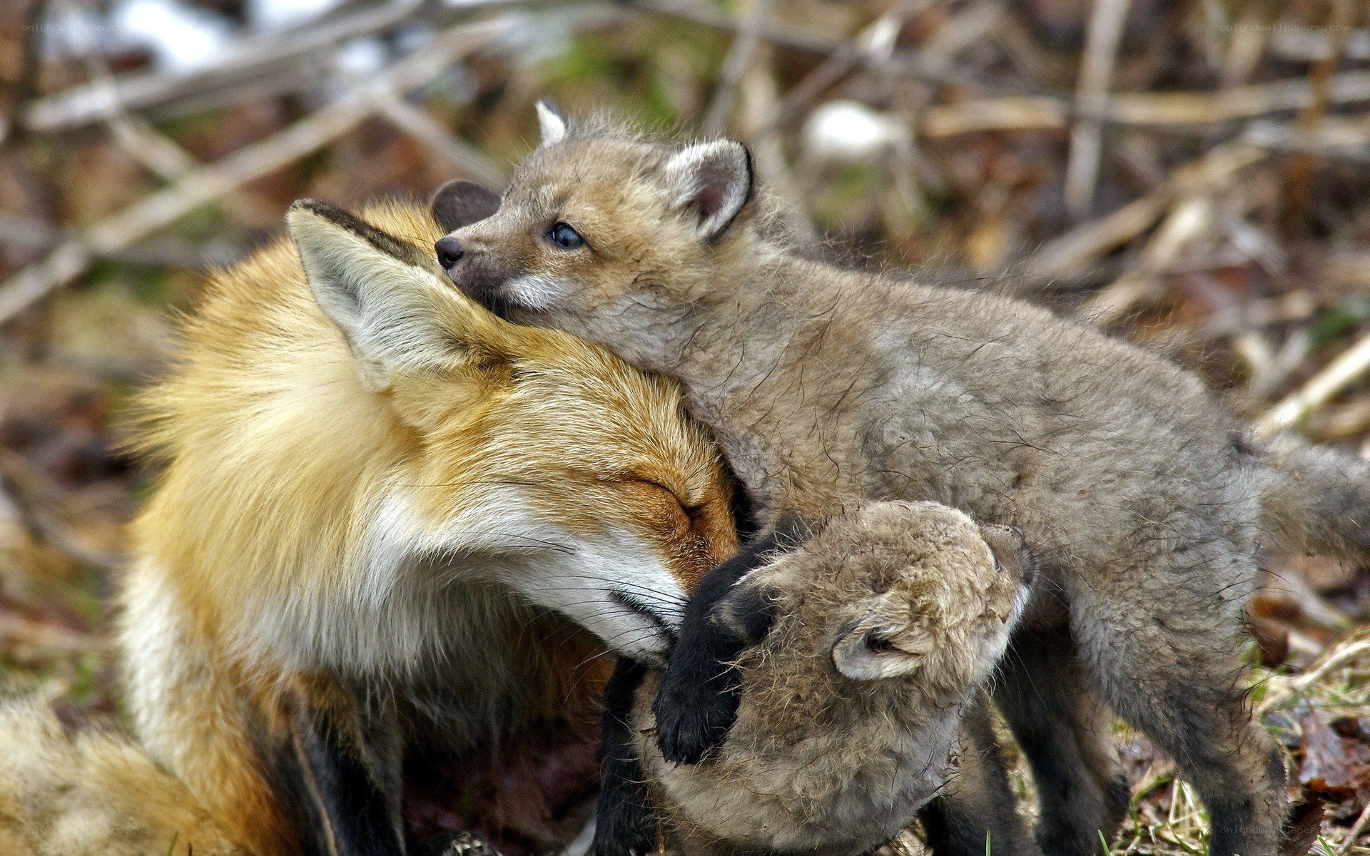 Fox kits with their mother