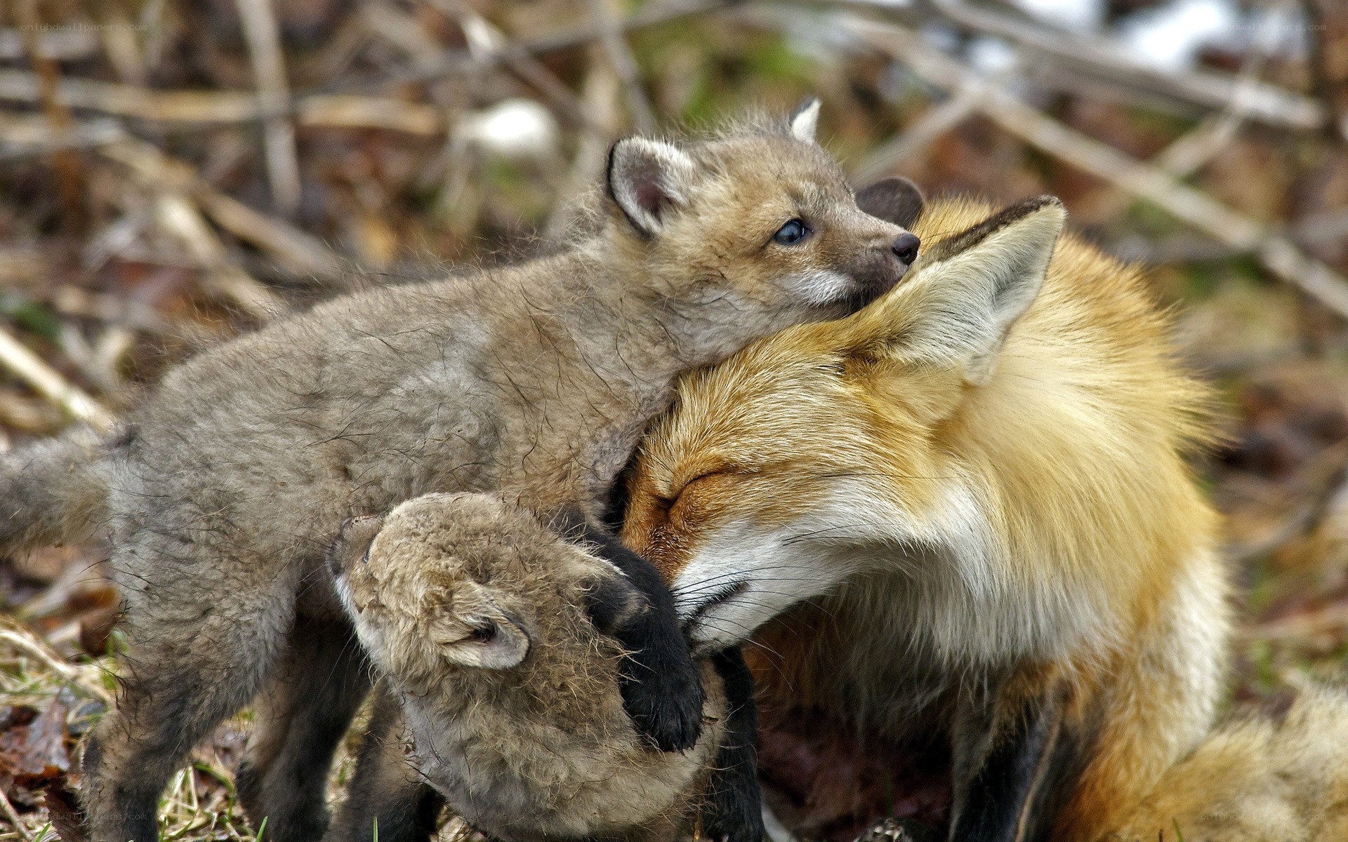 Fox kits with their mother