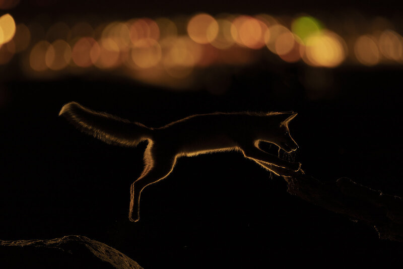 Fox Leaping at Night