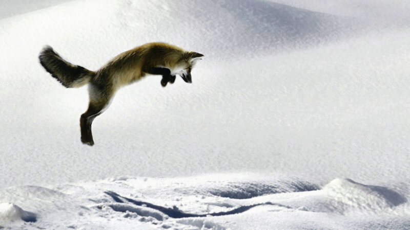 Fox leaping in snow