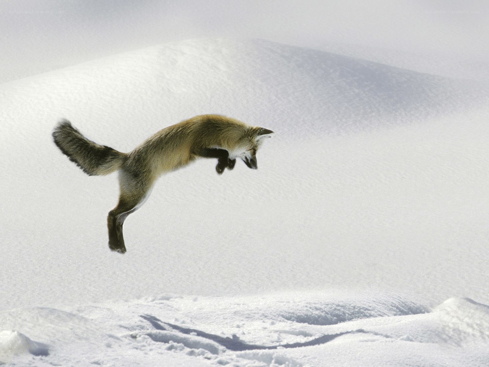Fox leaping in snow