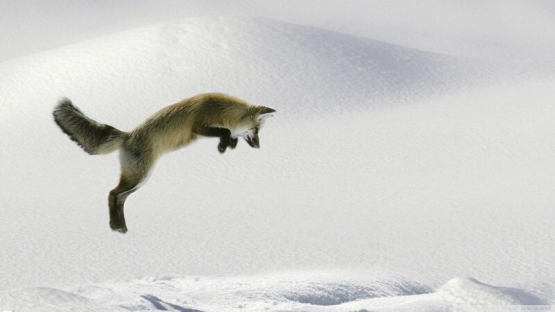 Fox leaping in snow