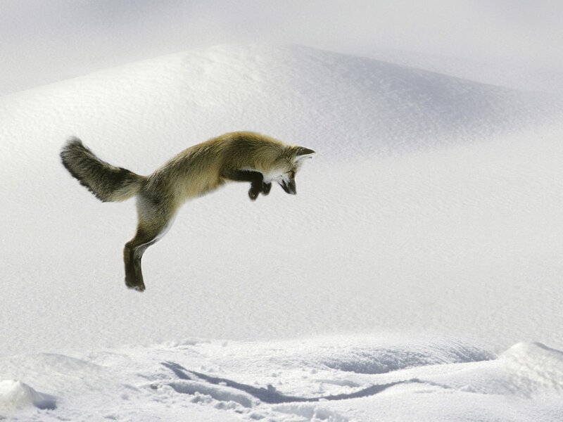fox leaping in snow