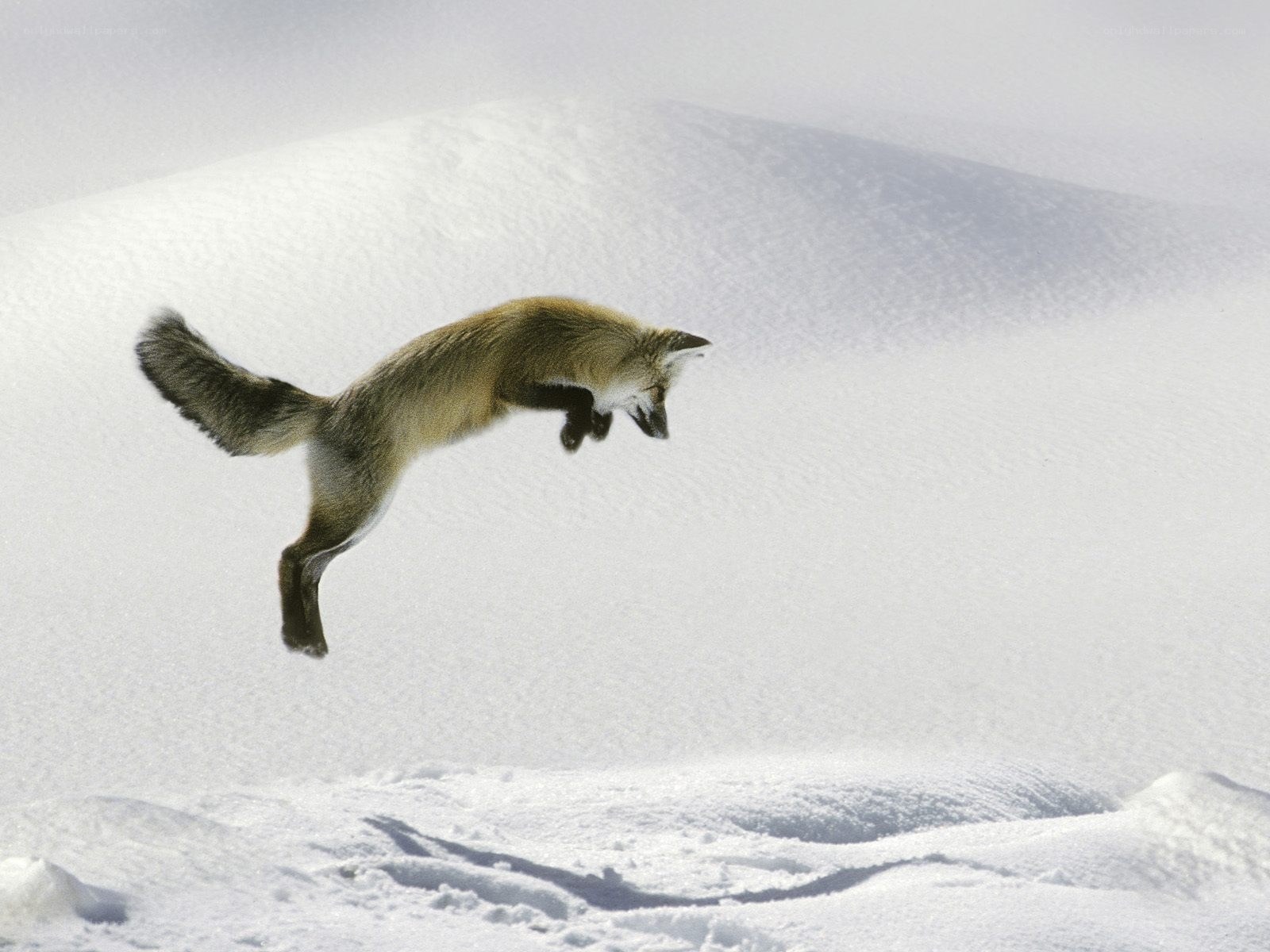 fox leaping in snow