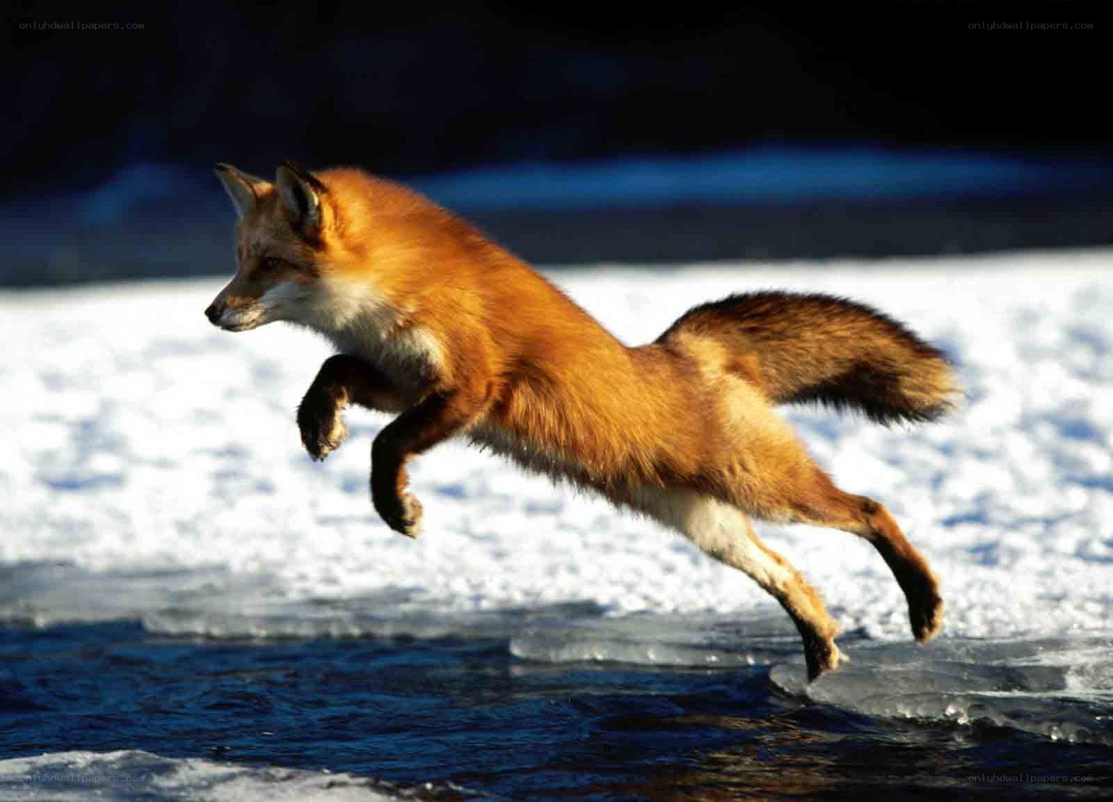 fox leaping over water