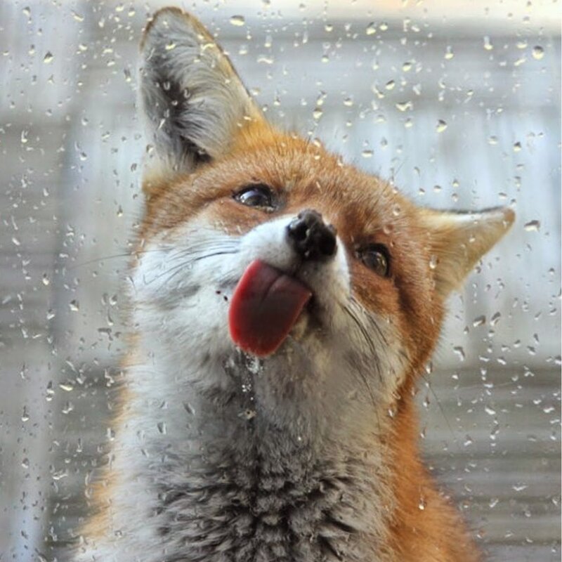 Fox Licking Glass — Orange, Curious
