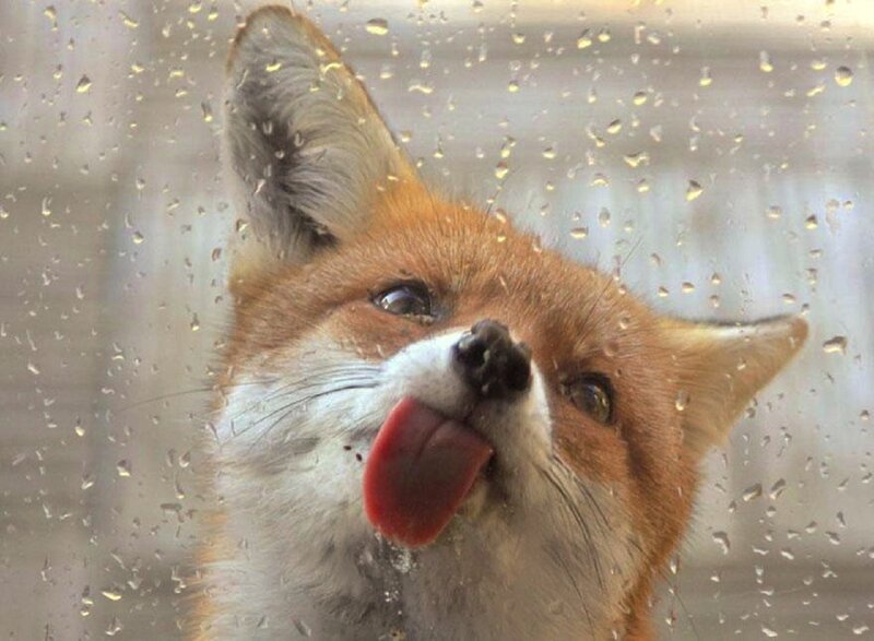 Fox Licking Glass — Orange