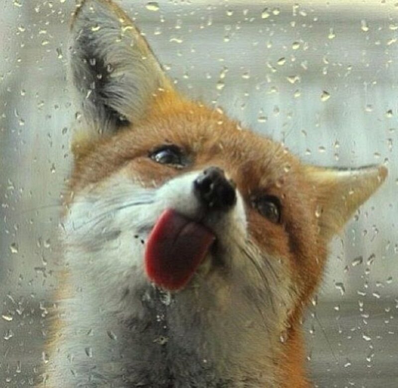 Fox Licking Glass