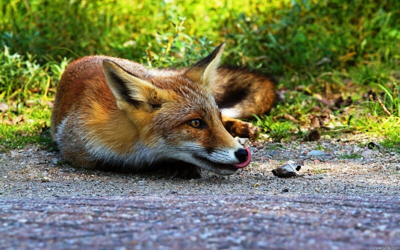 fox licking its nose