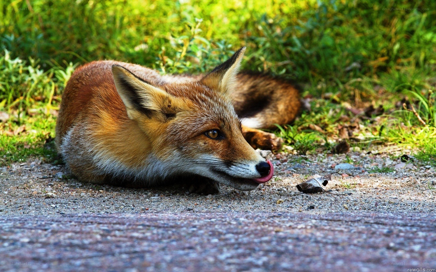 fox licking its nose