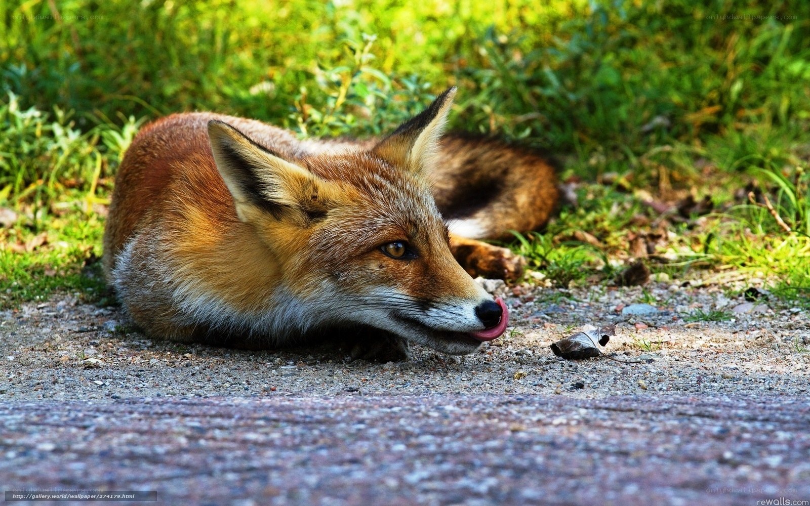 fox licking its nose
