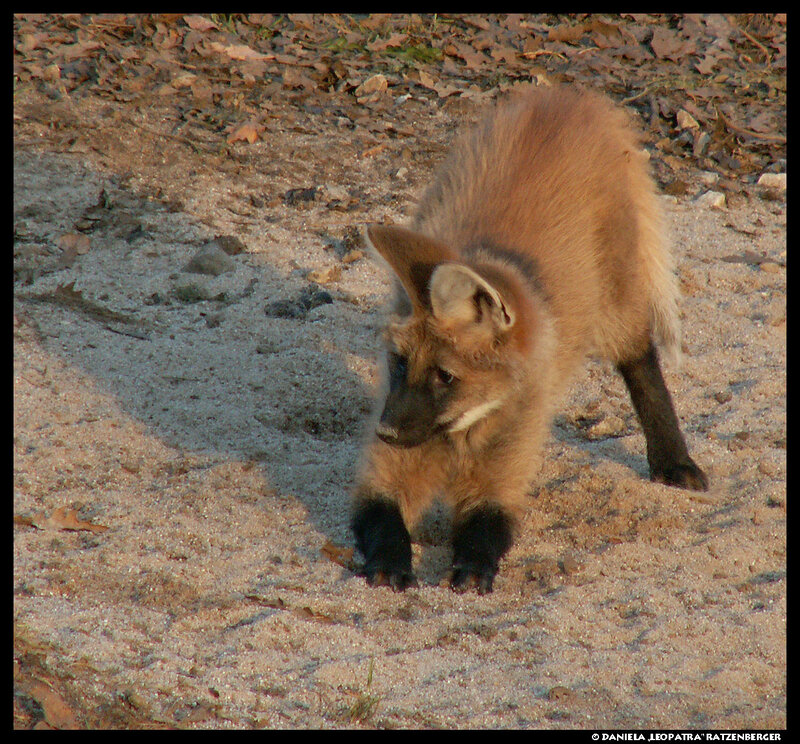 Fox-like Animal on Sand