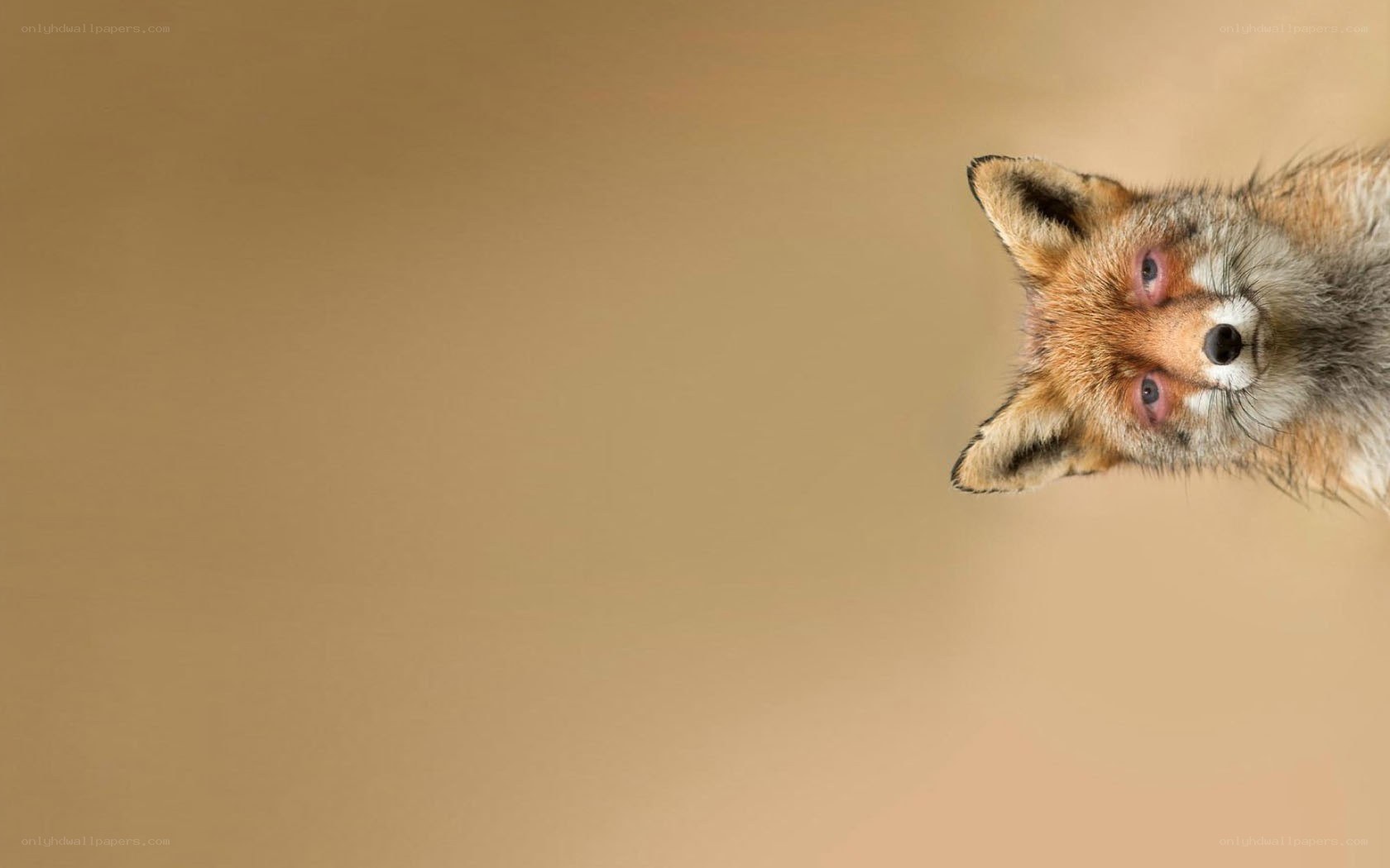 fox looking up at camera