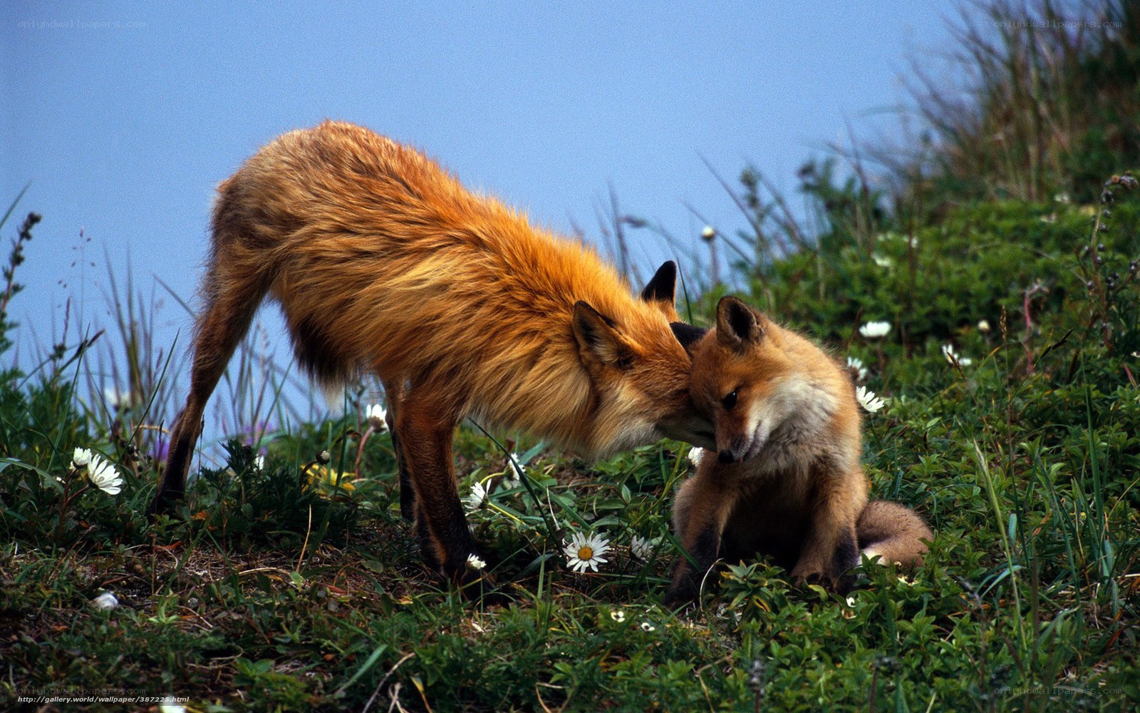 Fox mother and cub in a meadow